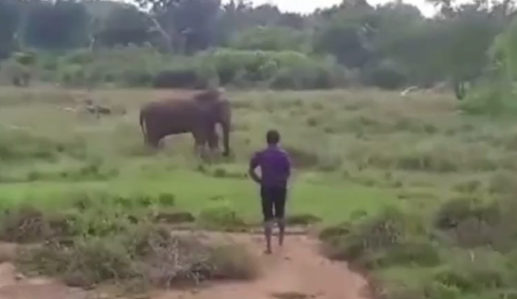 elefante ipnotizzare