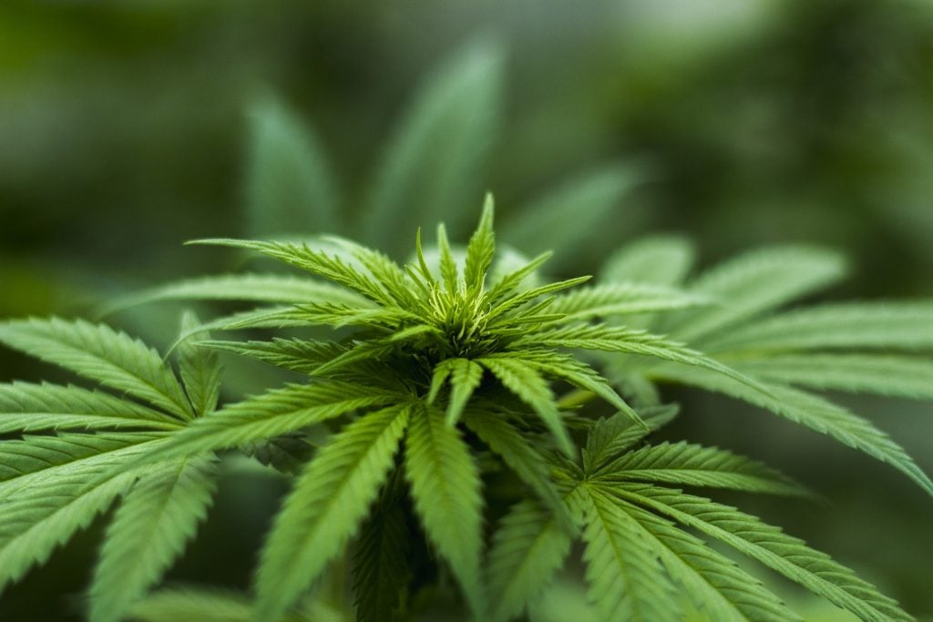legalizzazione cannabis ddl m5s