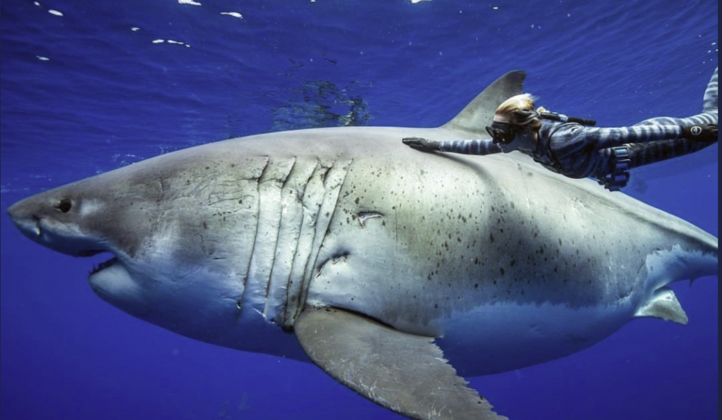 rcercatrice squalo bianco piu grande