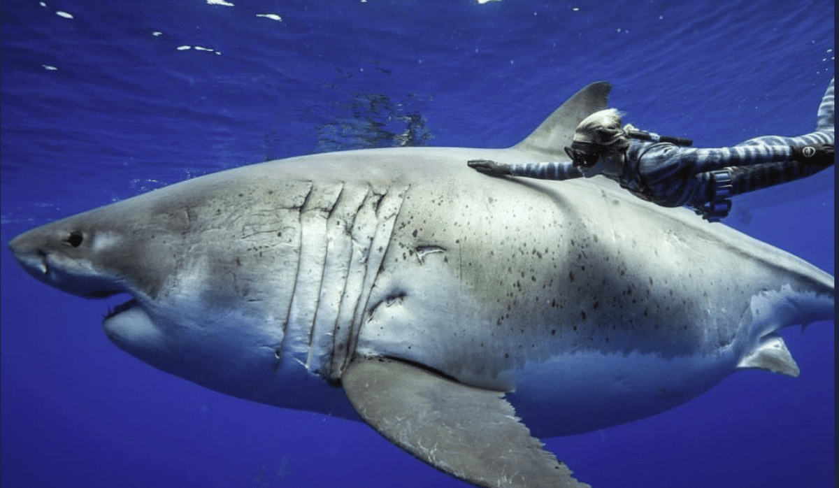 L'incontro della ricercatrice con lo squalo