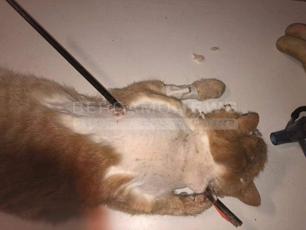 Gatto trafitto da balestra