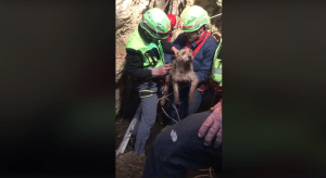 Immagine di copertina