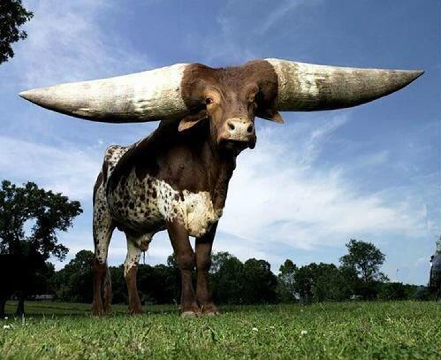 Большо. Бык ватусси. Ватусси дикий бык. Корова ватусси Африканская ватусси. Священный бык ватусси.
