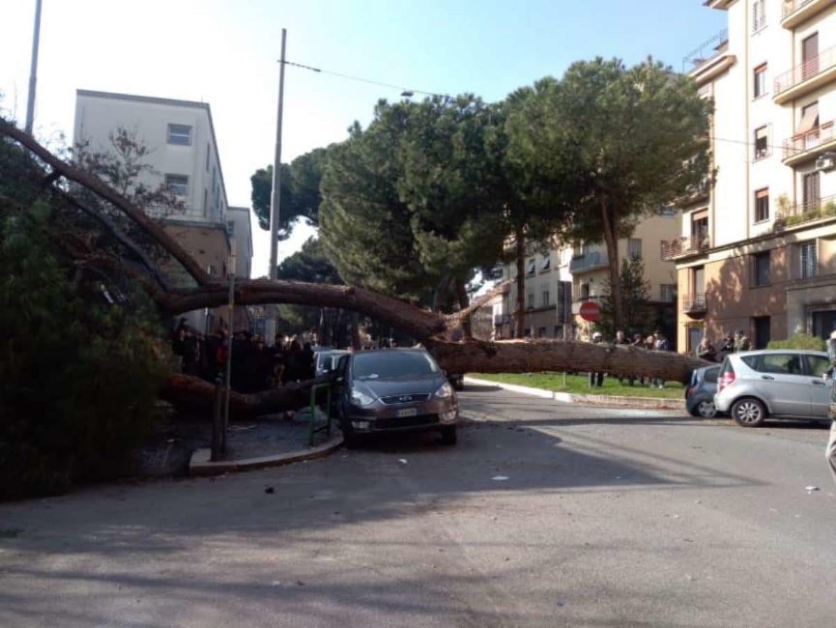 Roma albero caduto corso Trieste