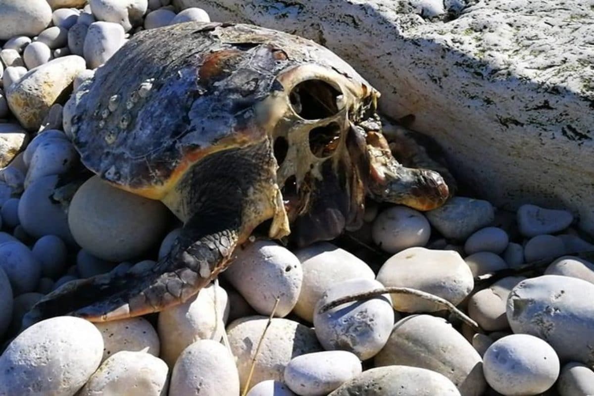 tartarughe marine decapitate bari
