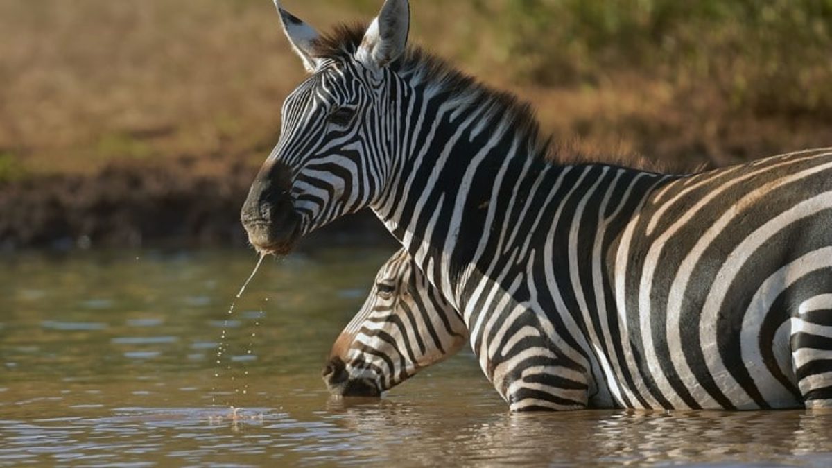 perchè zebre hanno strisce