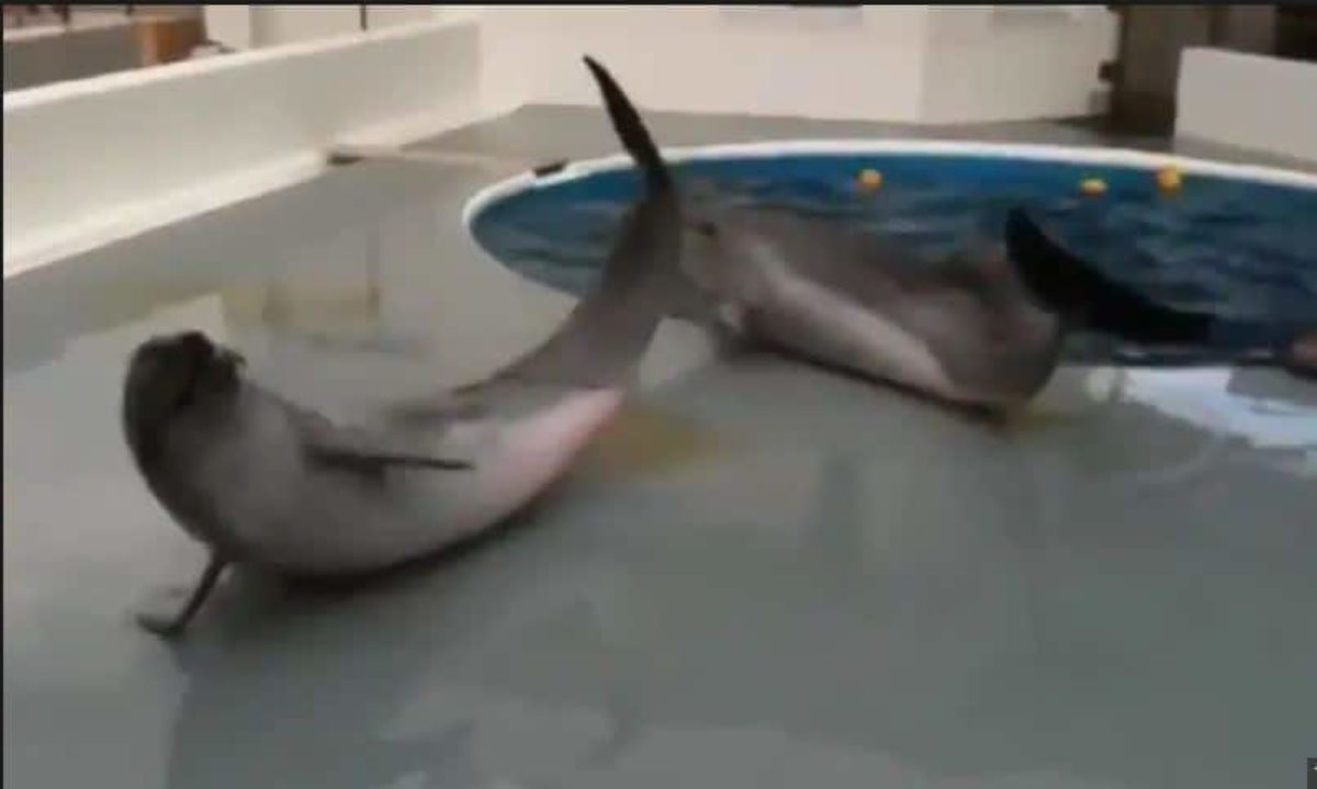 delfino piange video