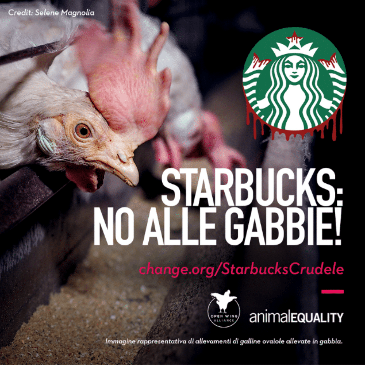 petizione contro starbucks galline