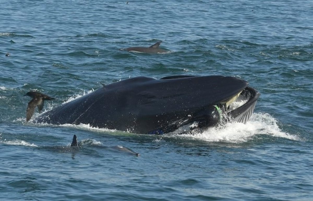 balena mangia uomo