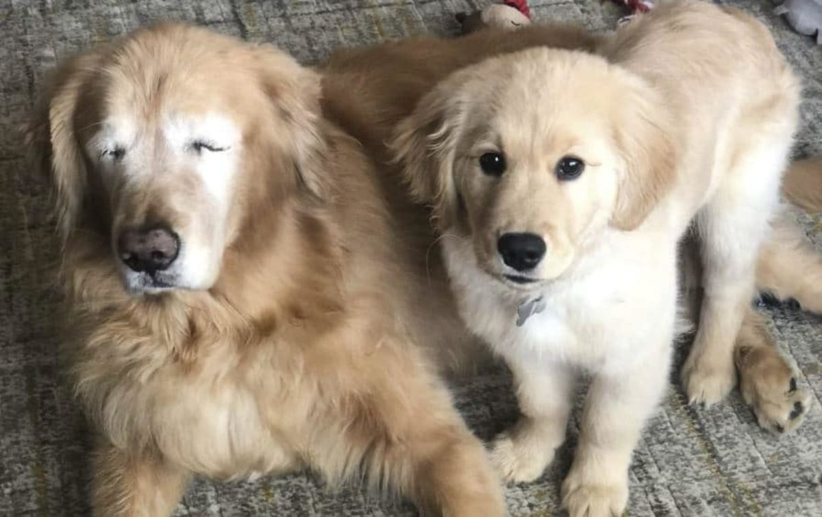 cani star instagram stati uniti