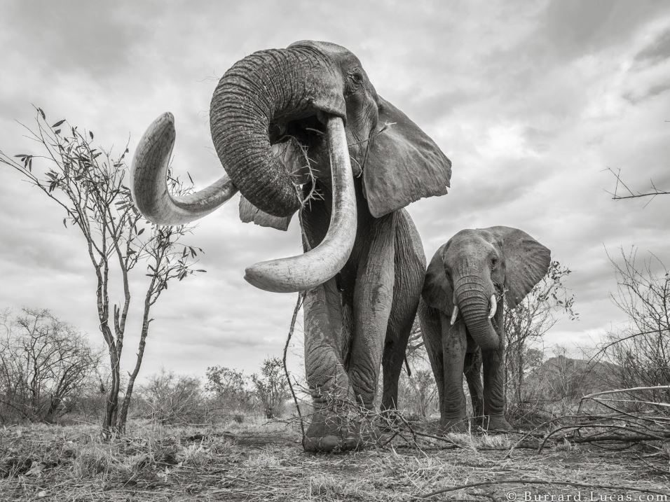 elefantessa regina kenya