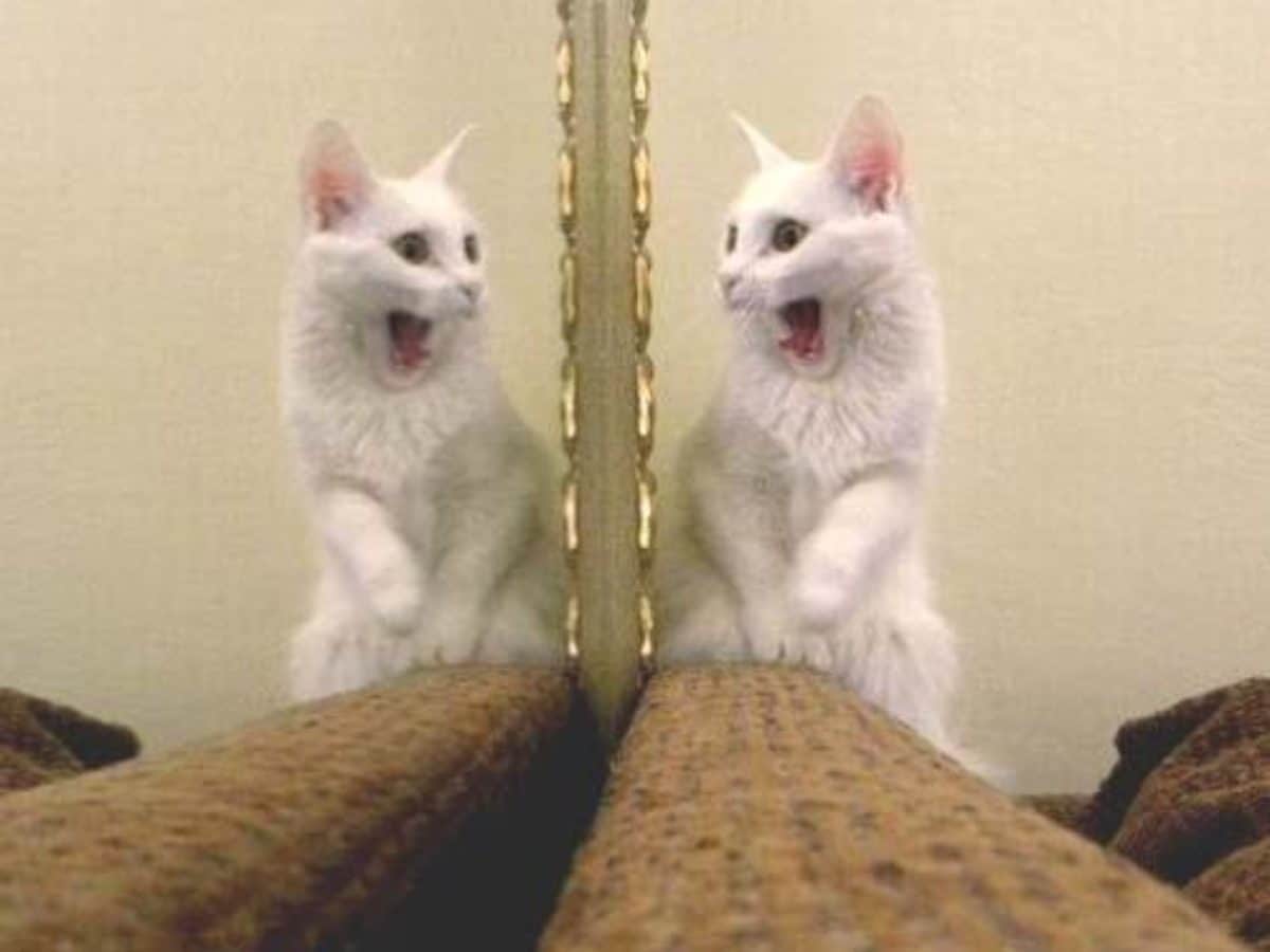 gatti specchio del padrone
