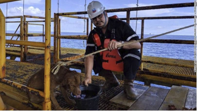 salvataggio cane mare