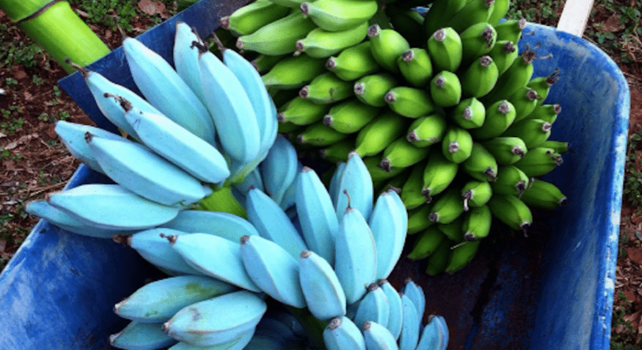 blue java banana