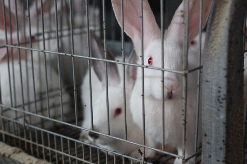 conigli in gabbia allevamenti