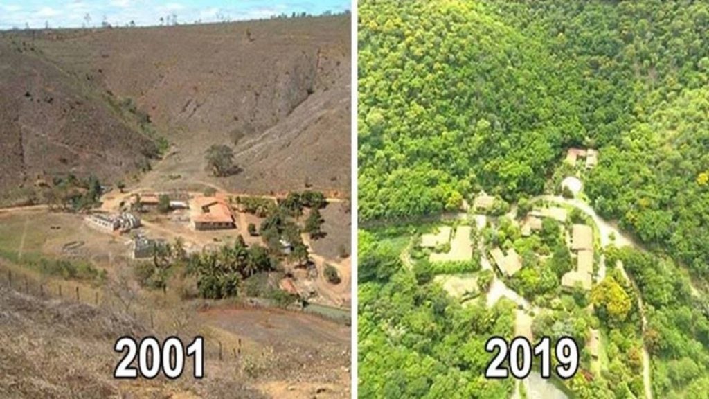 brasile deforestazione