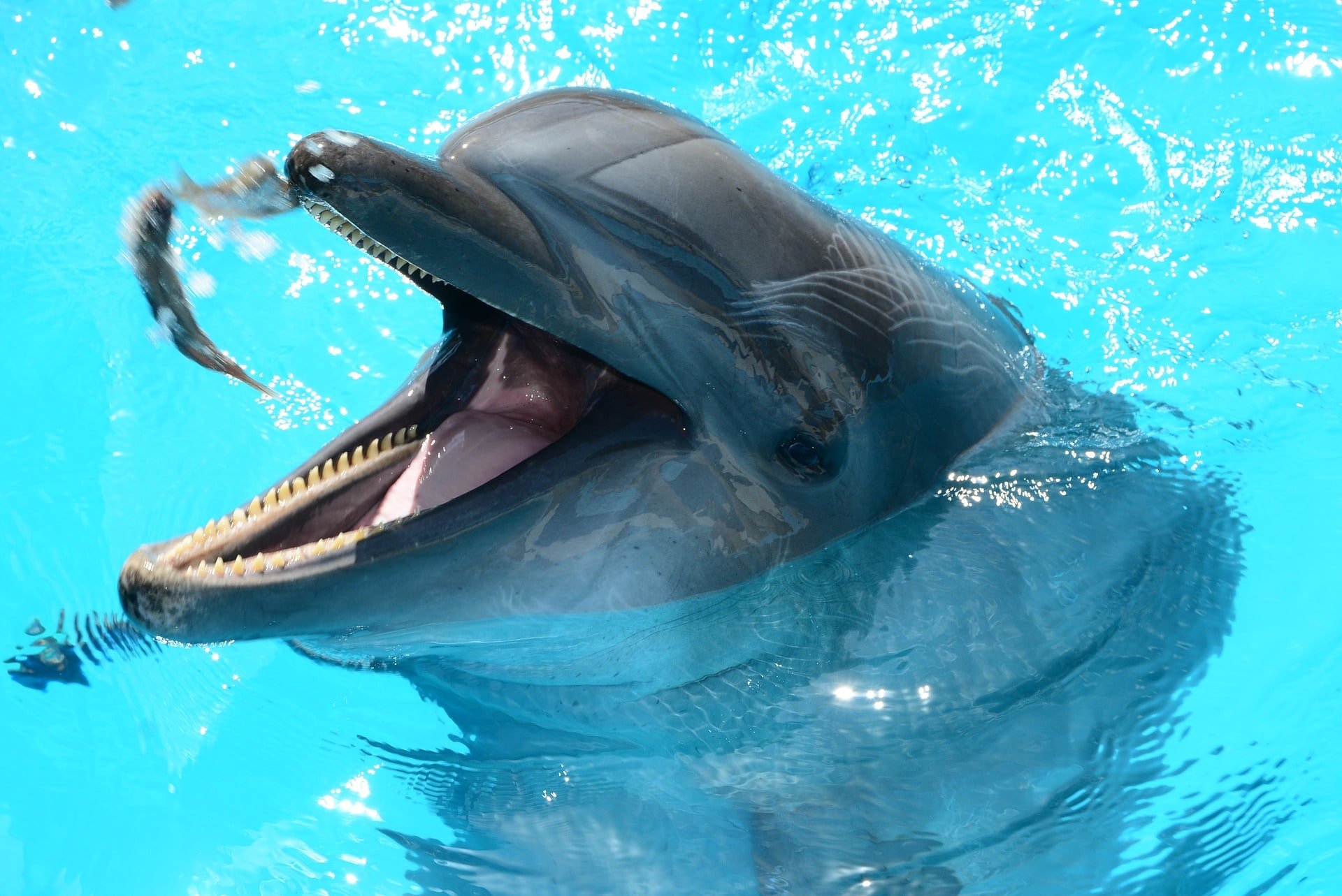 Uno Studio Sul Clitoride Dei Delfini Spiega La Loro Sessualita