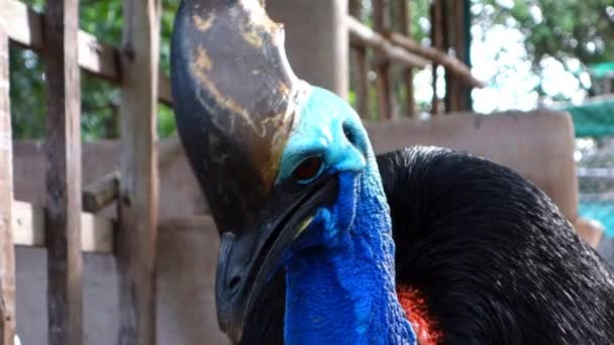 uomo ucciso da casuario