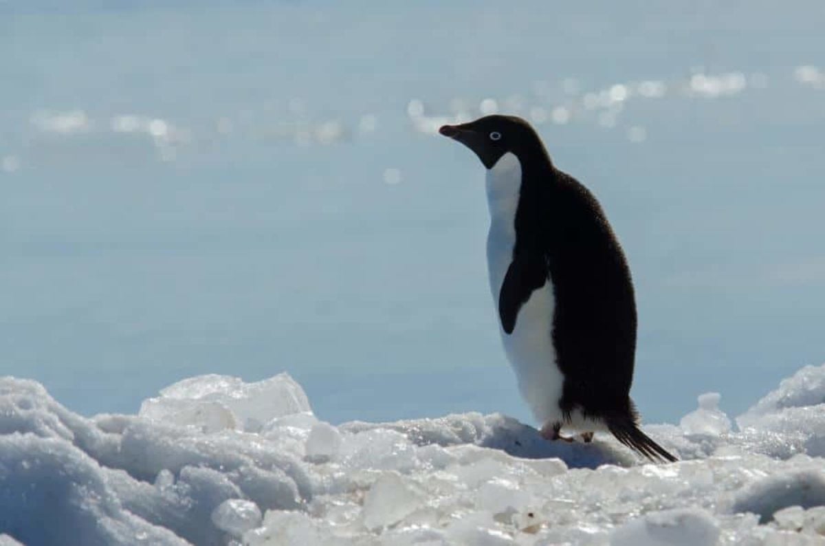 pinguini affogati antartide