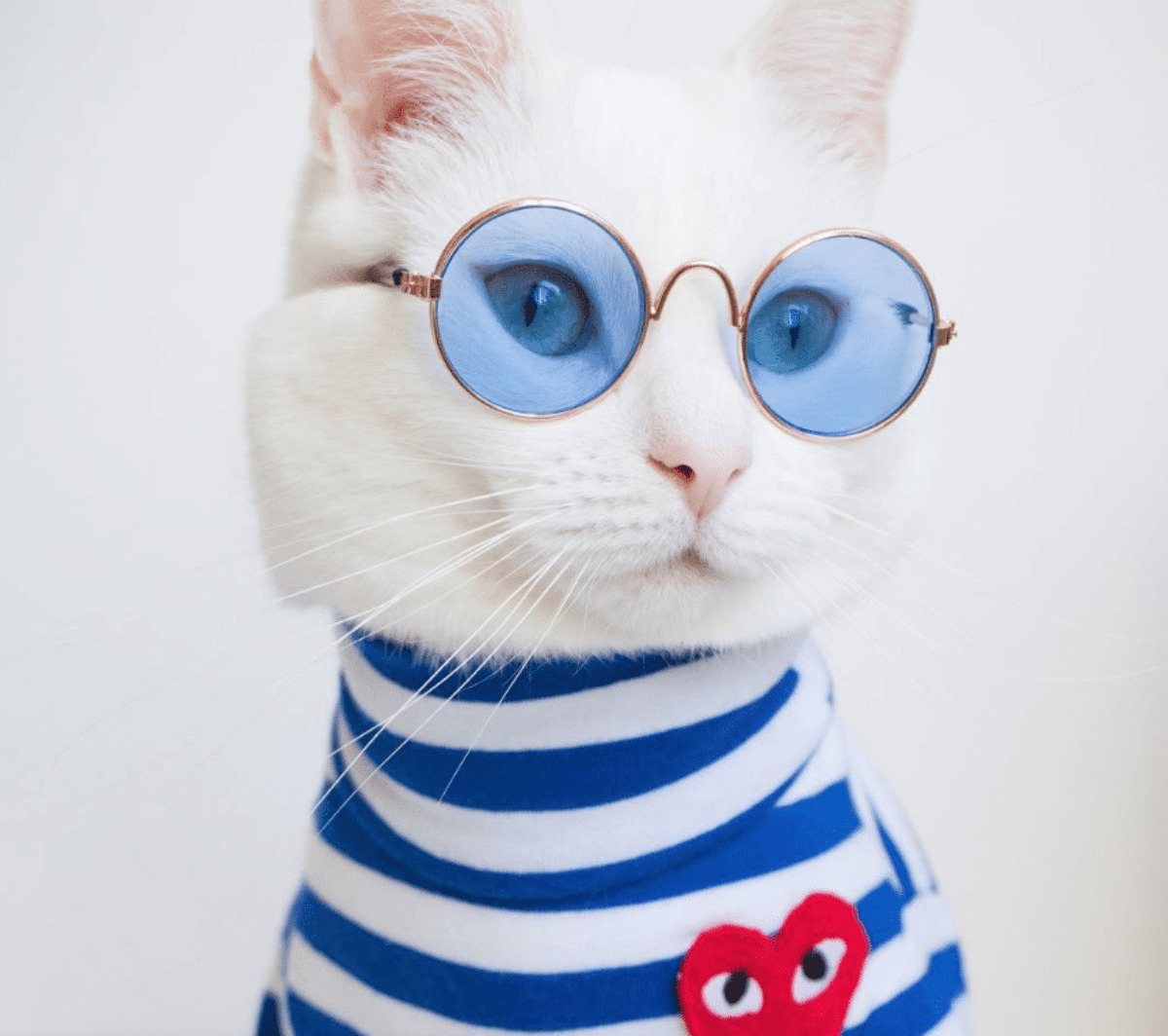 zappa gatto instagram influencer
