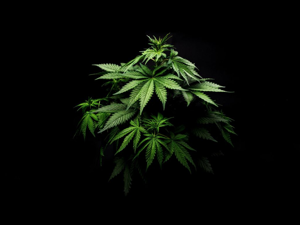 Cannabis light cos'è