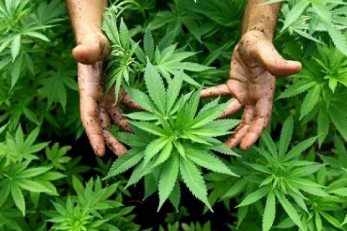 cannabis light coltivazione torino