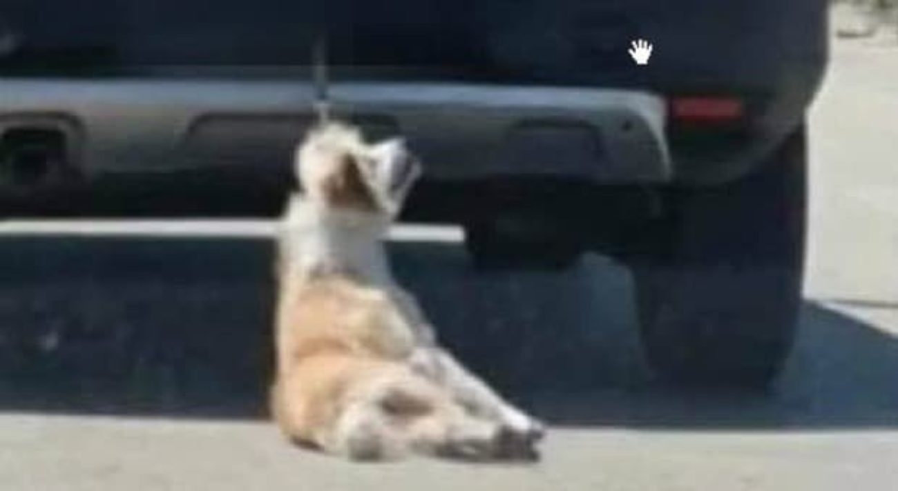 Cane trascinato da auto