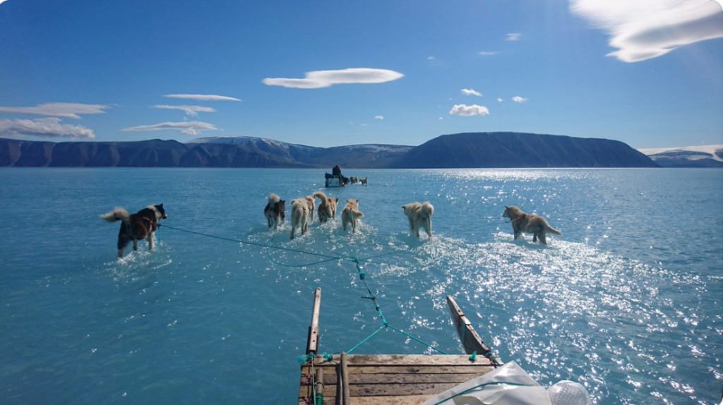 Groenlandia cani acqua