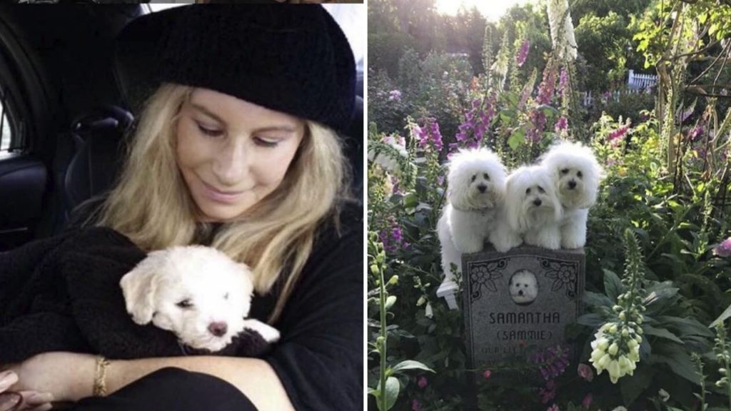 barbara streisand cani clonati
