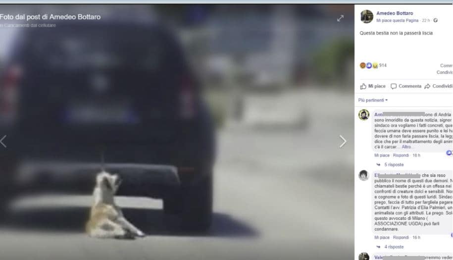 Cane trascinato da auto
