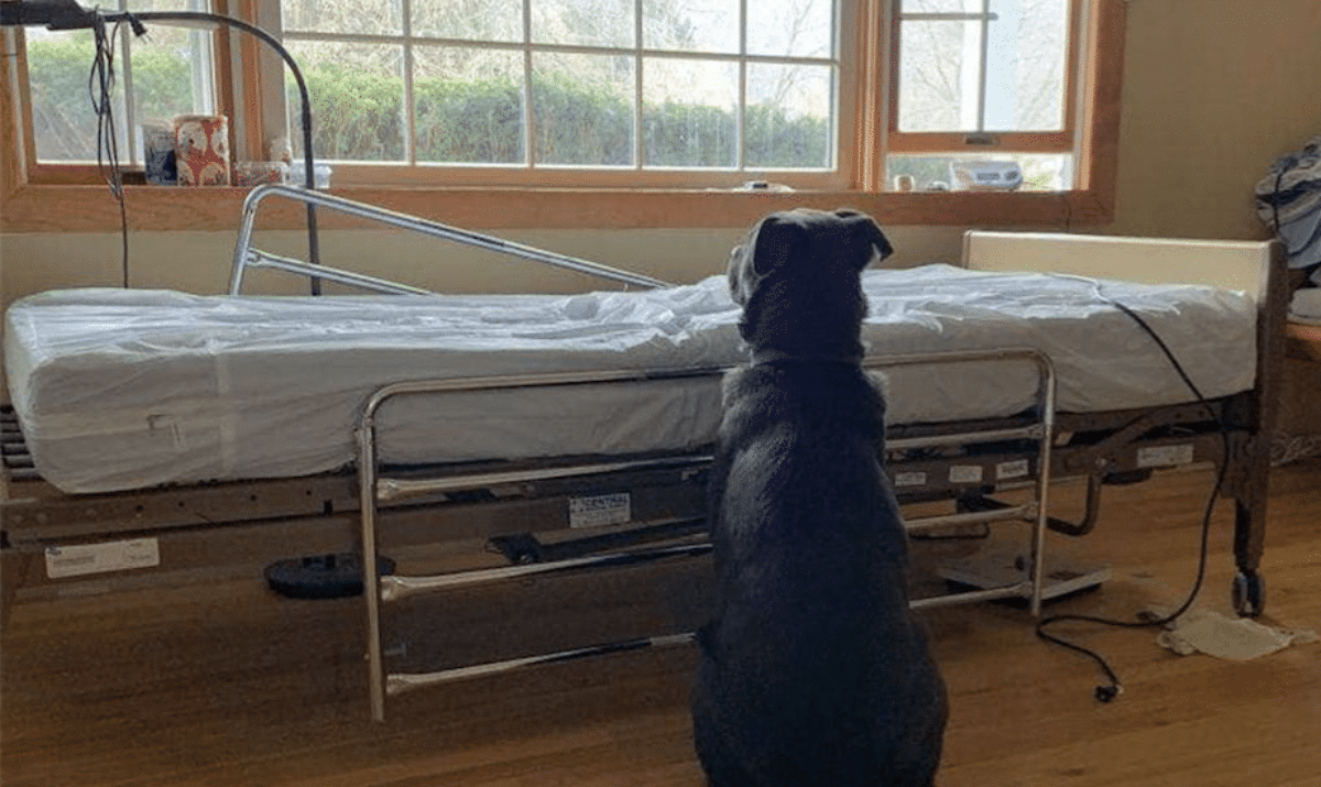 cane aspetta padrone letto ospedale