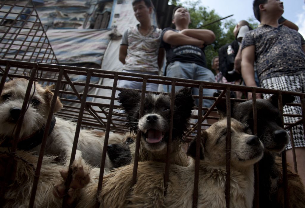 cinesi mangiano cani yulin dog festival