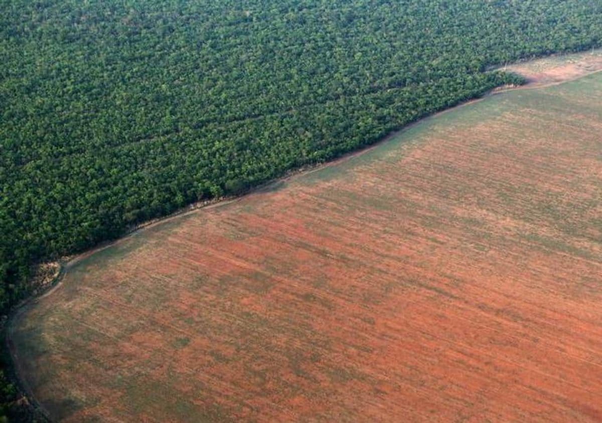 Deforestazione Amazzonia Bolsonaro