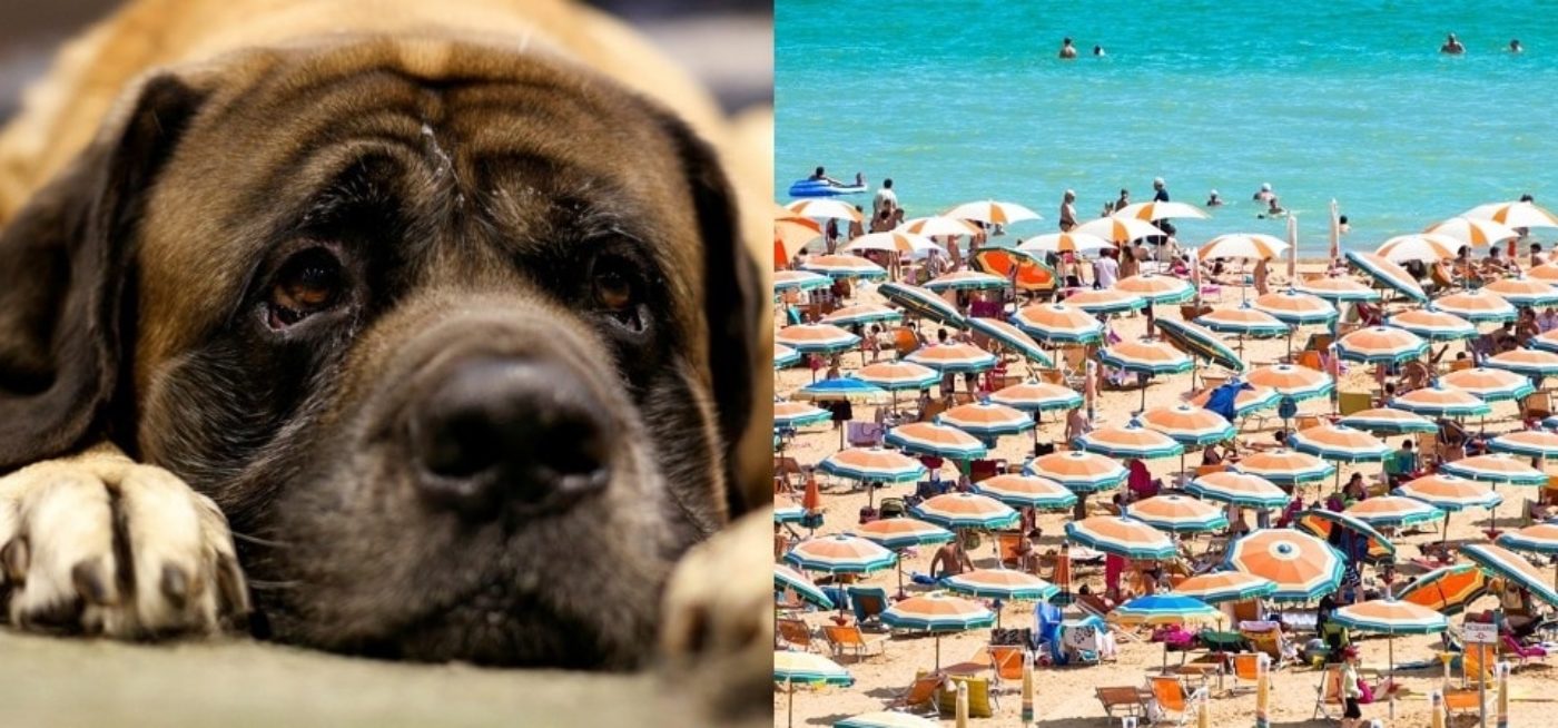 divieto cani spiaggia