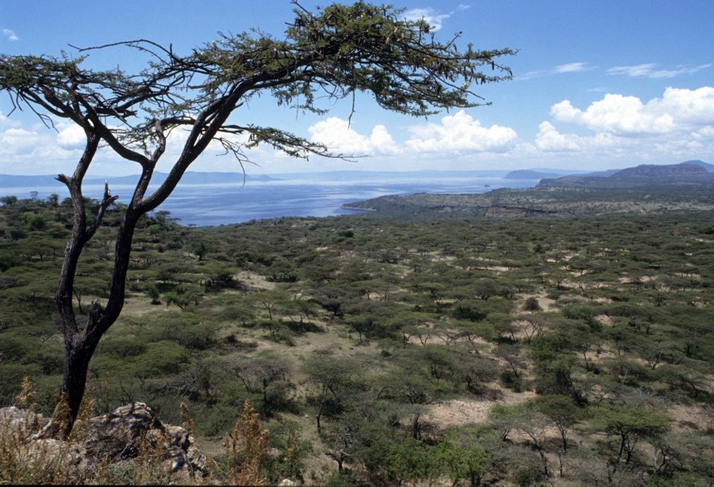 etiopia pianta 4 miliardi alberi