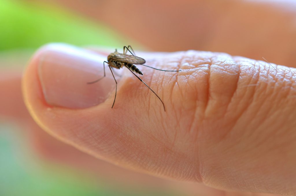 Perché le zanzare pungono solo alcune persone
