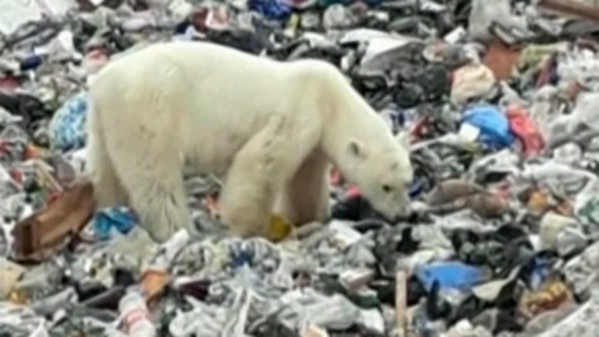 Orso polare rifiuti