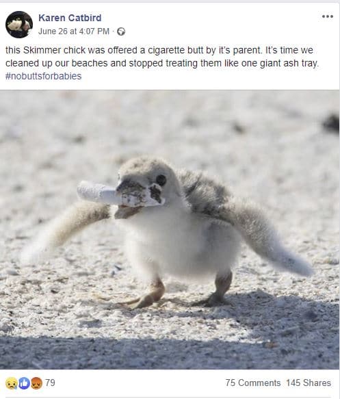 uccello mozzicone sigaretta foto