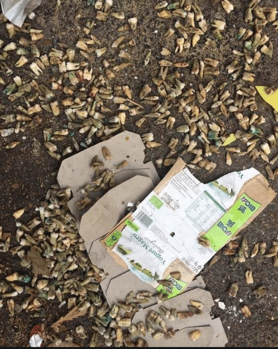 roma denti spazzatura