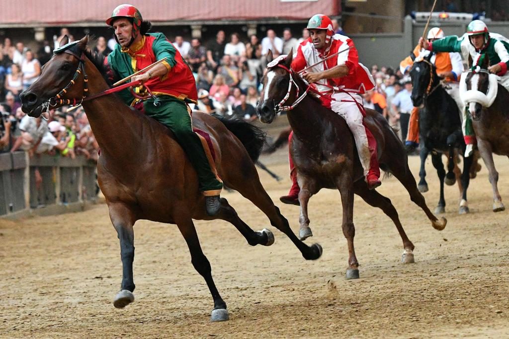 Palio di Siena 2019 cavalli
