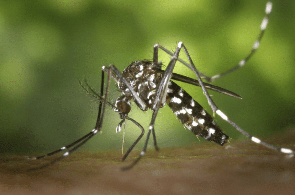 Zanzara febbre dengue