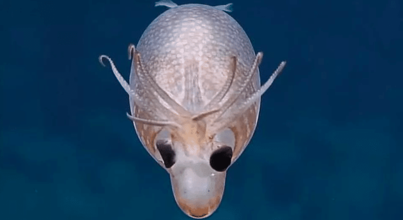 calamaro maiale video