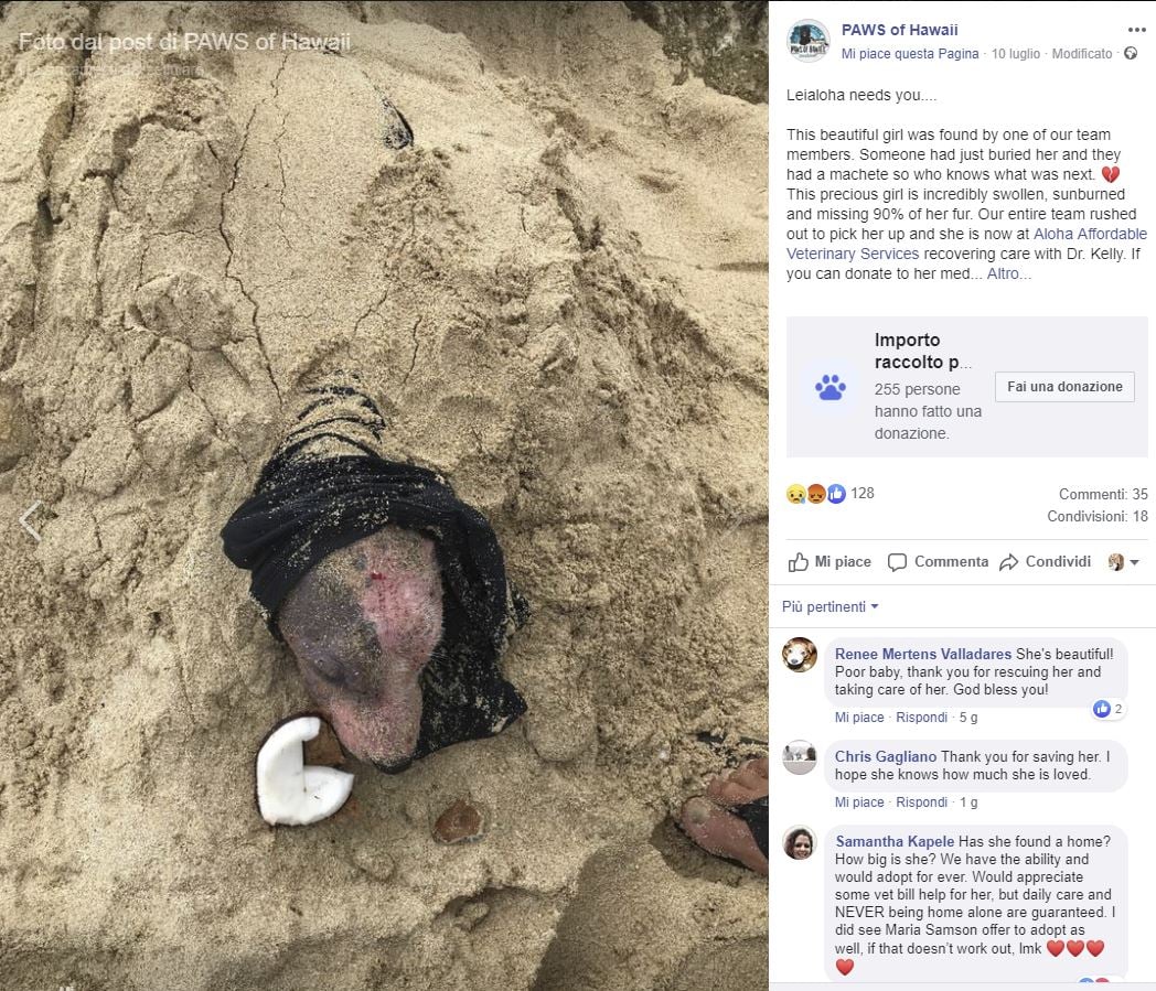 cucciolo sepolto in spiaggia