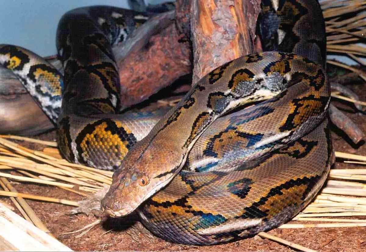 Austria, un pitone spunta dal water uomo morso ai genitali