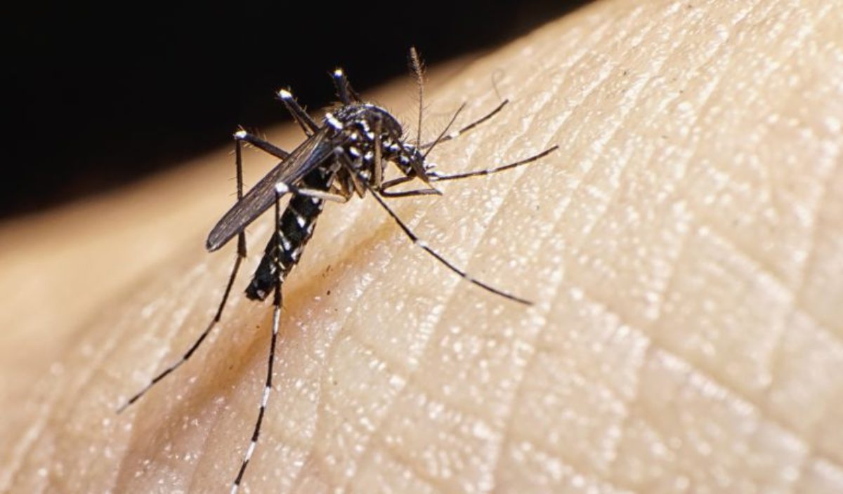 virus diffuso zanzare