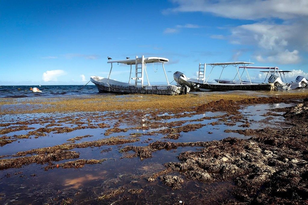 alghe-marine-mortali-invadono-spiagge
