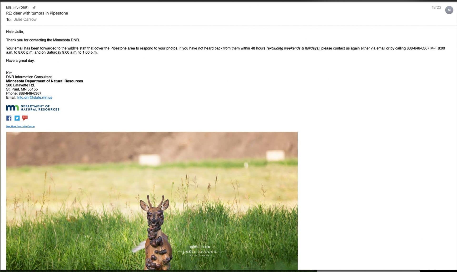 cervo tumori minnesota