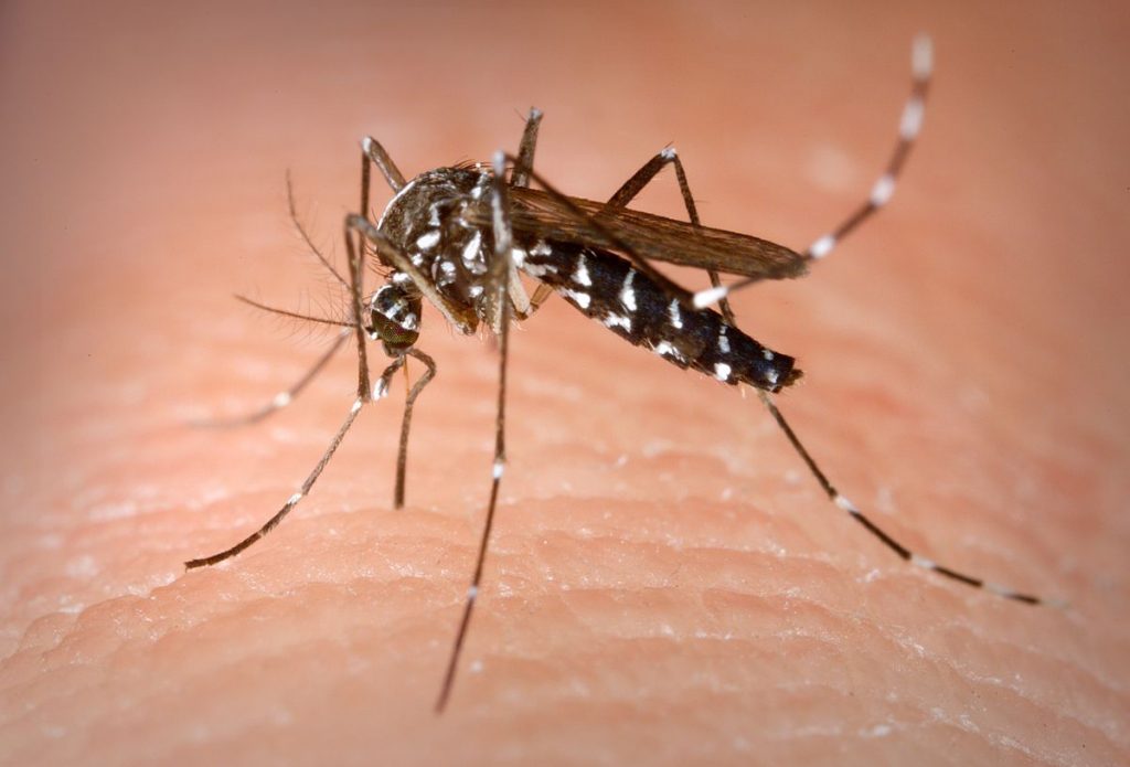 epidemia-febbre-dengue-zanzare-622-morti
