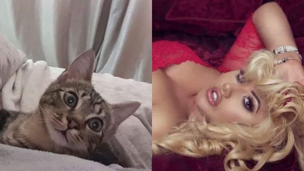 modella foto topless gattino