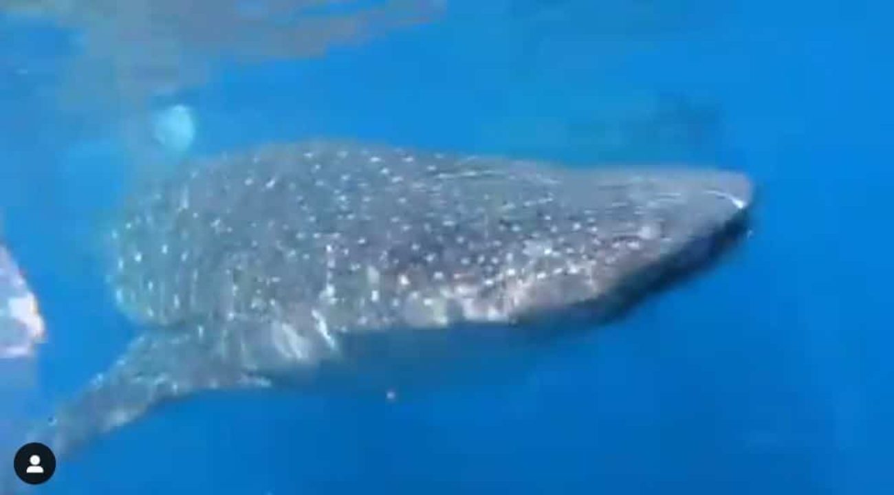 Uno squalo mangia della plastica, una